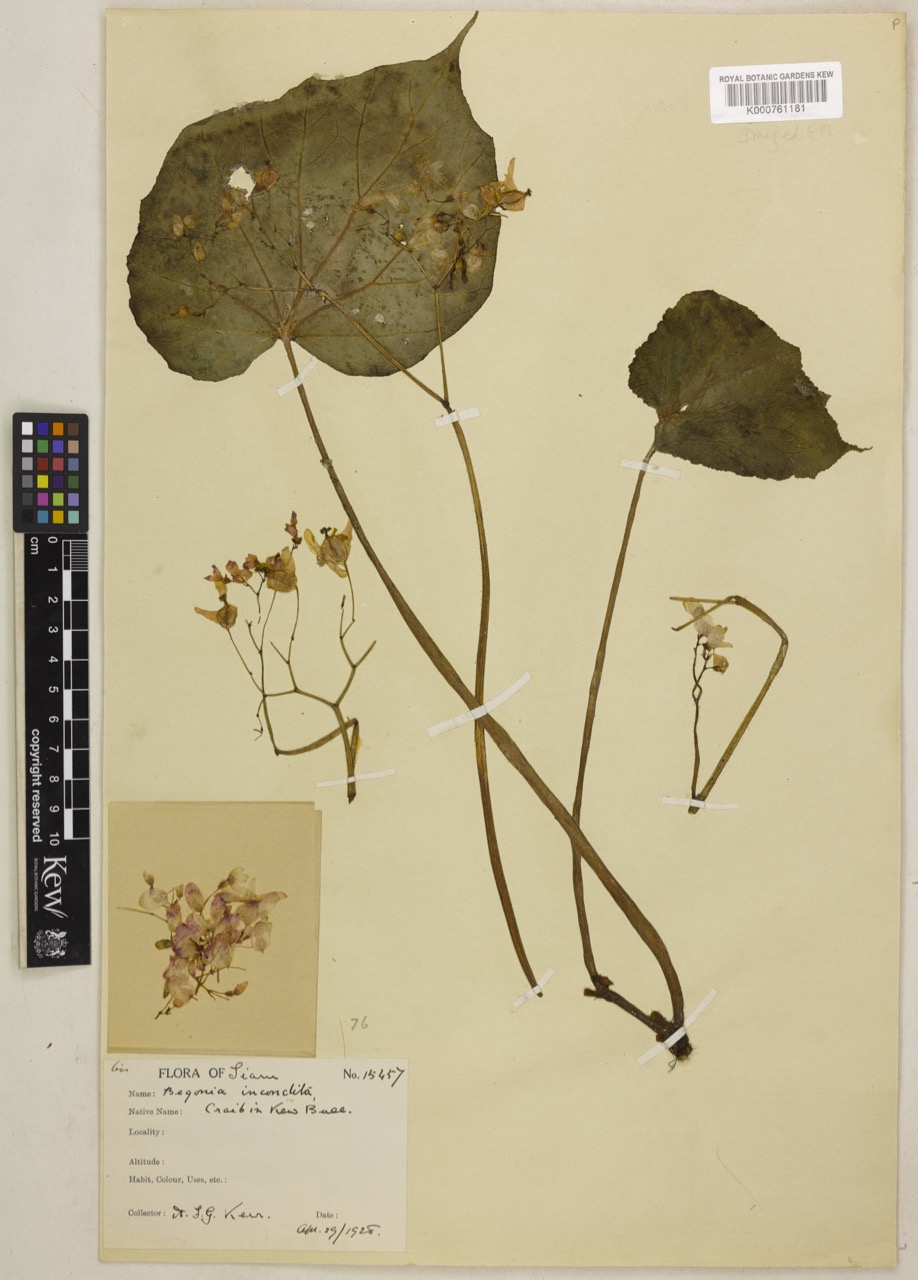 B. incondita